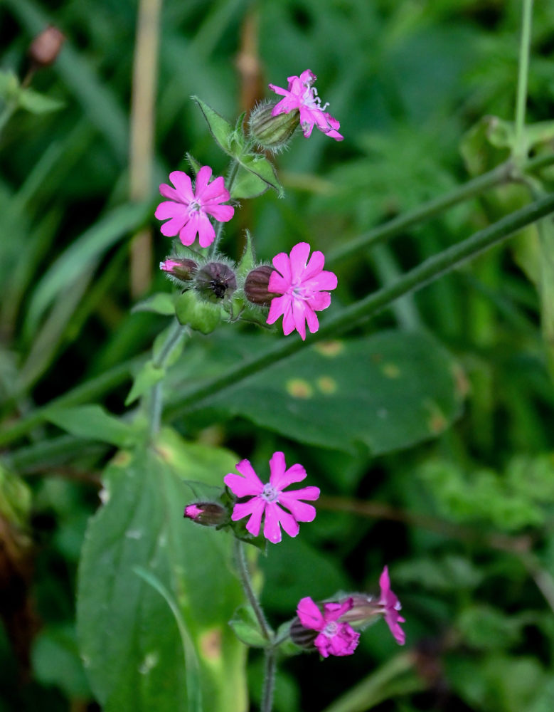 Изображение особи Melandrium dioicum.