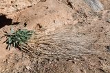 Sisymbrium subspinescens