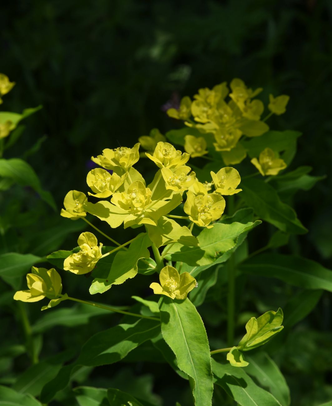 Изображение особи род Euphorbia.