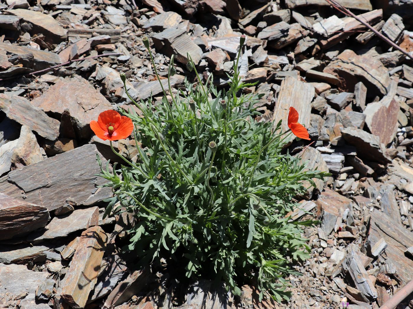 Image of Papaver litwinowii specimen.