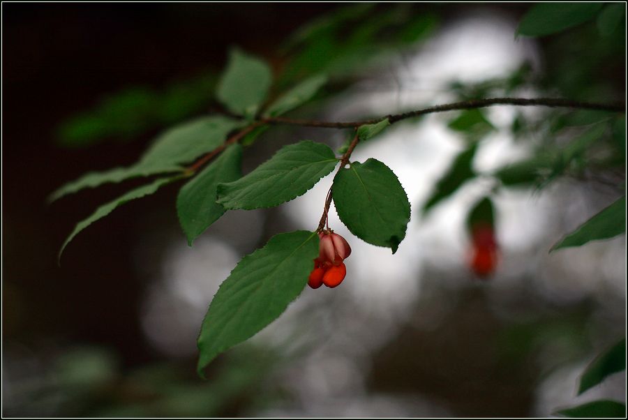 Изображение особи Euonymus verrucosus.