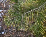 Abies concolor