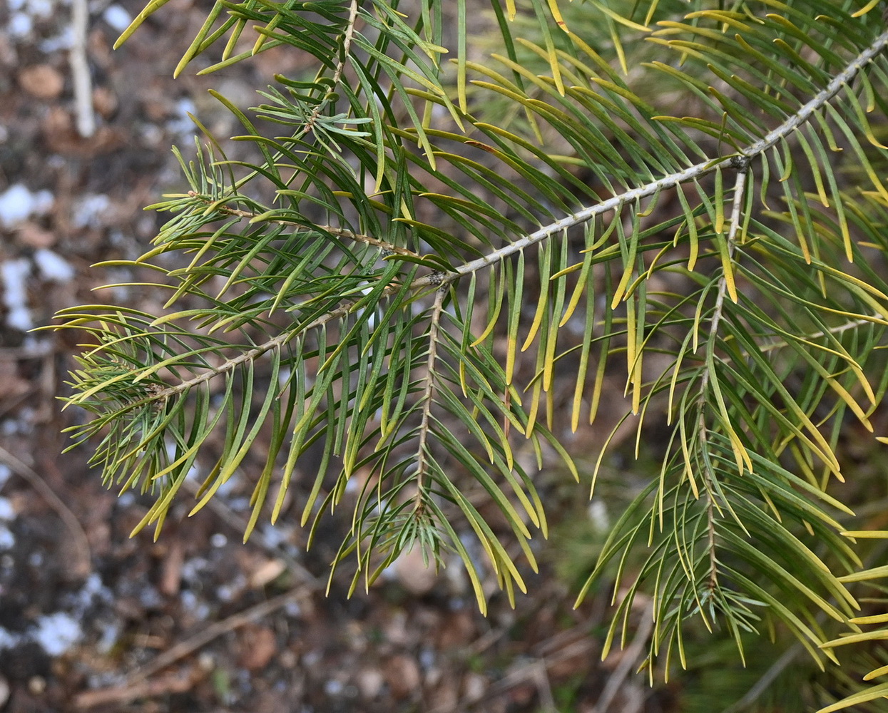 Изображение особи Abies concolor.