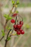 Viburnum opulus