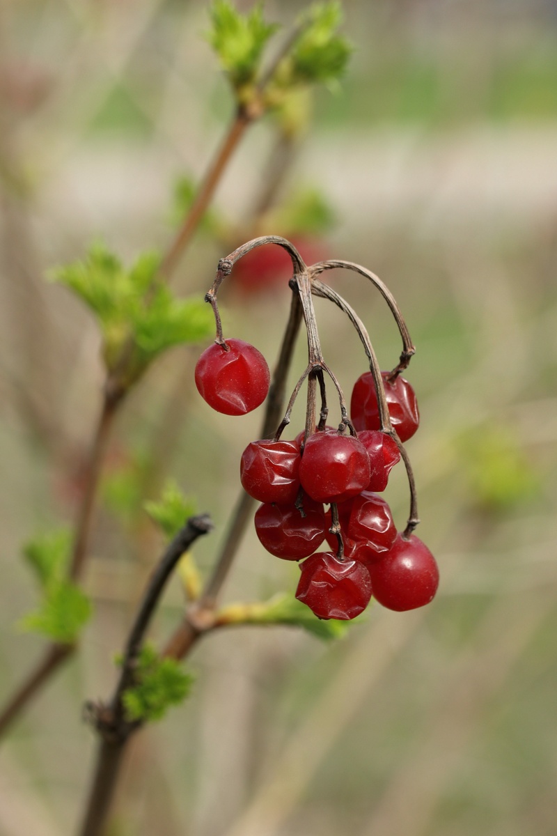 Image of Viburnum opulus specimen.