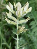Oxytropis pilosissima