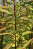Solidago canadensis. Средняя часть цветущего побега. Беларусь, Витебская обл., окр. пос. Езерище, выкашиваемый суходольный луг. 29.08.2024.