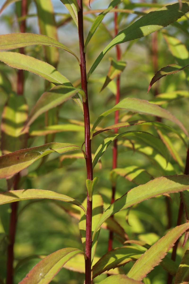 Изображение особи Solidago canadensis.