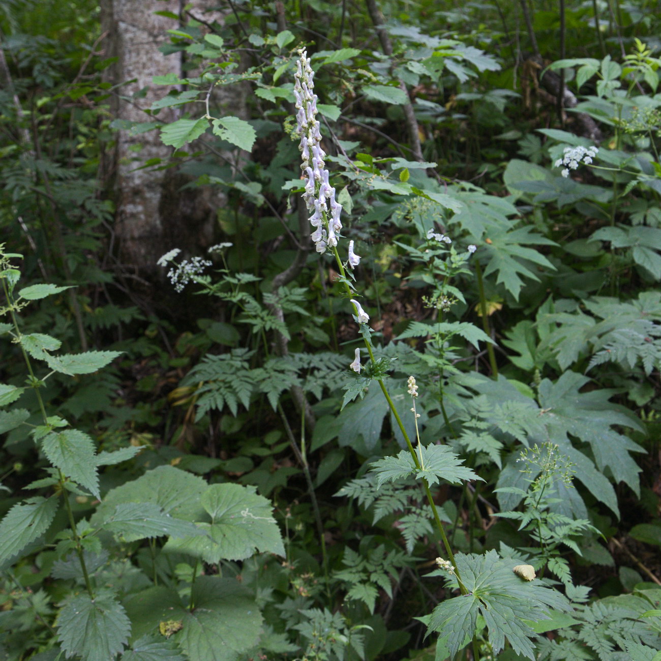 Image of Aconitum orientale specimen.