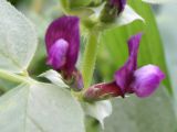 Vicia narbonensis. Цветки в пазухе листа. Израиль, г. Петах-Тыква, пустырь у стройки. 26.02.2011.