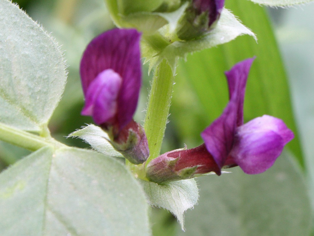 Изображение особи Vicia narbonensis.