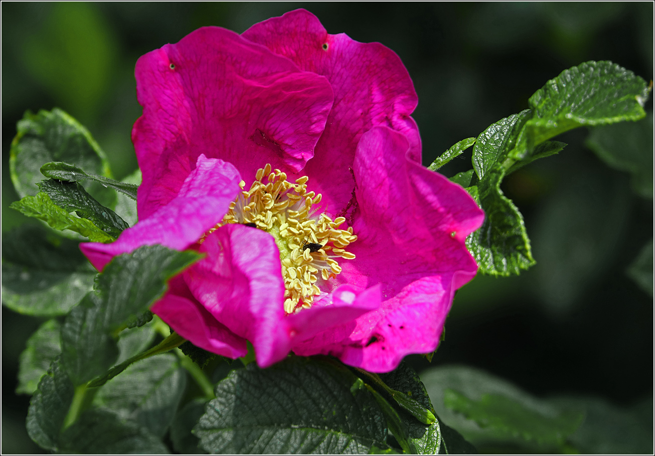 Изображение особи Rosa rugosa.