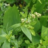 Galium physocarpum