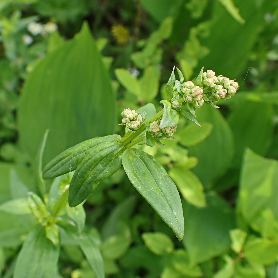 Изображение особи Galium physocarpum.