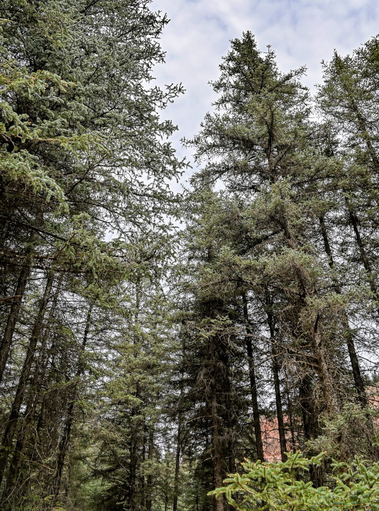 Image of Picea meyeri specimen.