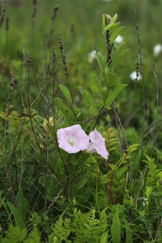 Image of Calystegia dahurica specimen.