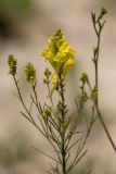 genus Linaria