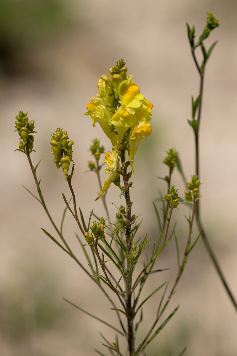 Изображение особи род Linaria.