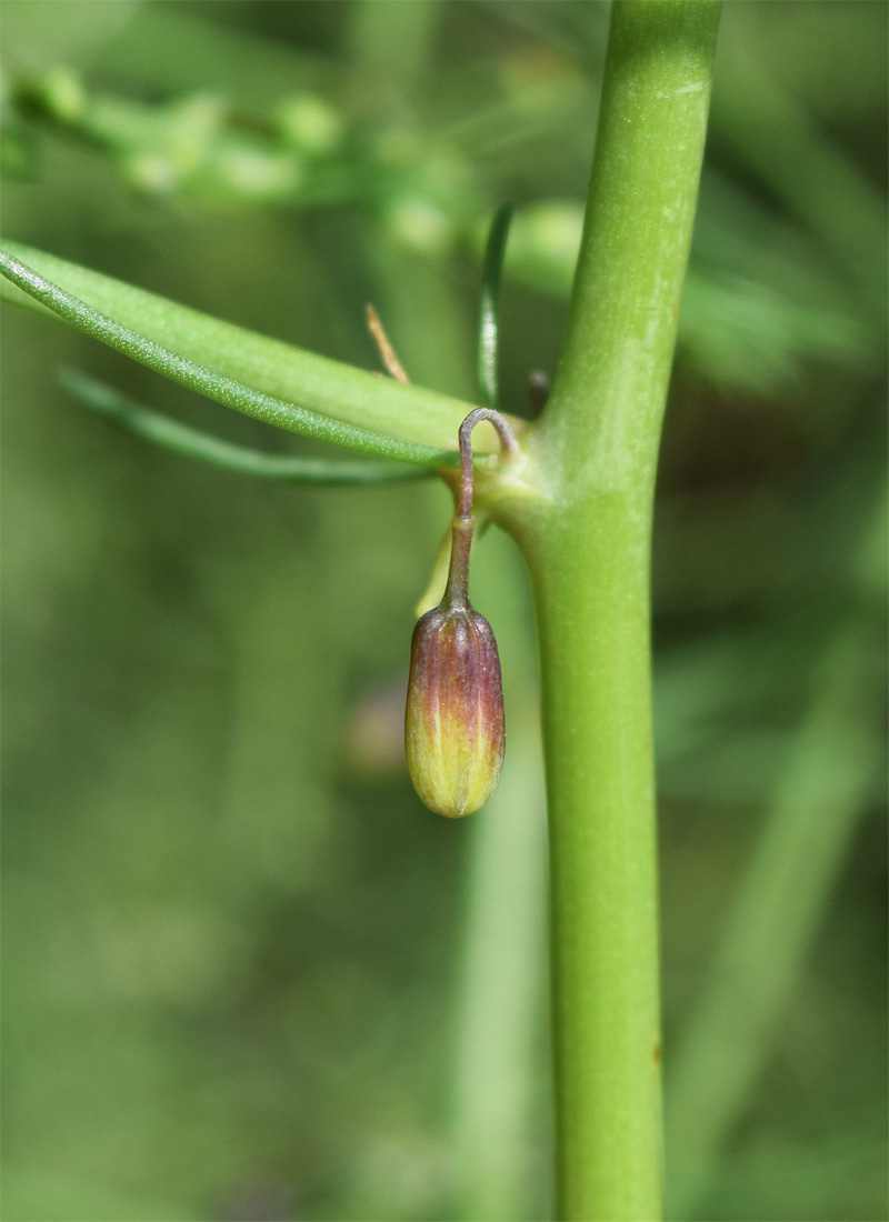 Image of Asparagus brachyphyllus specimen.