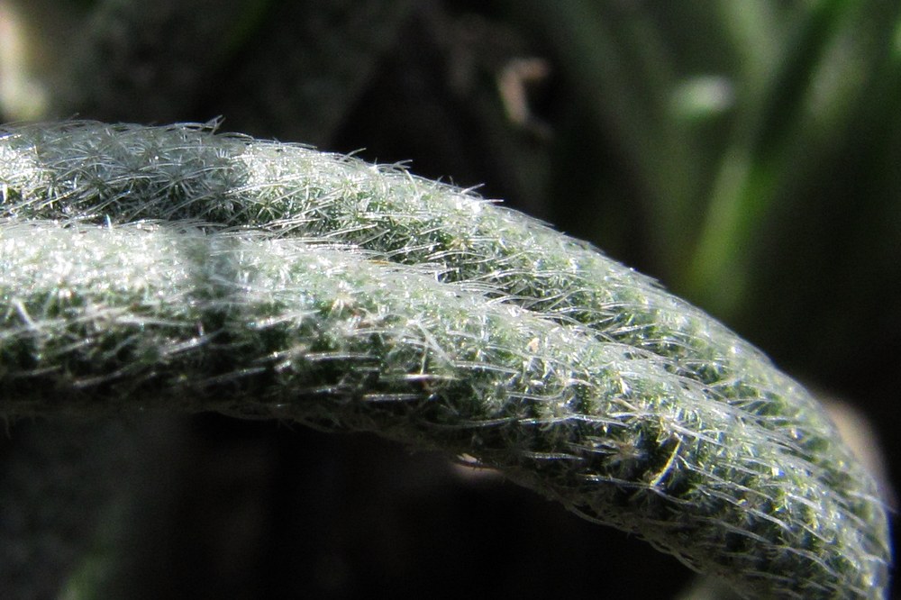 Image of Onosma taurica specimen.
