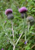 genus Cirsium