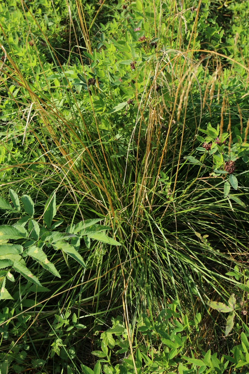 Image of Deschampsia cespitosa specimen.