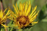 Inula helenium