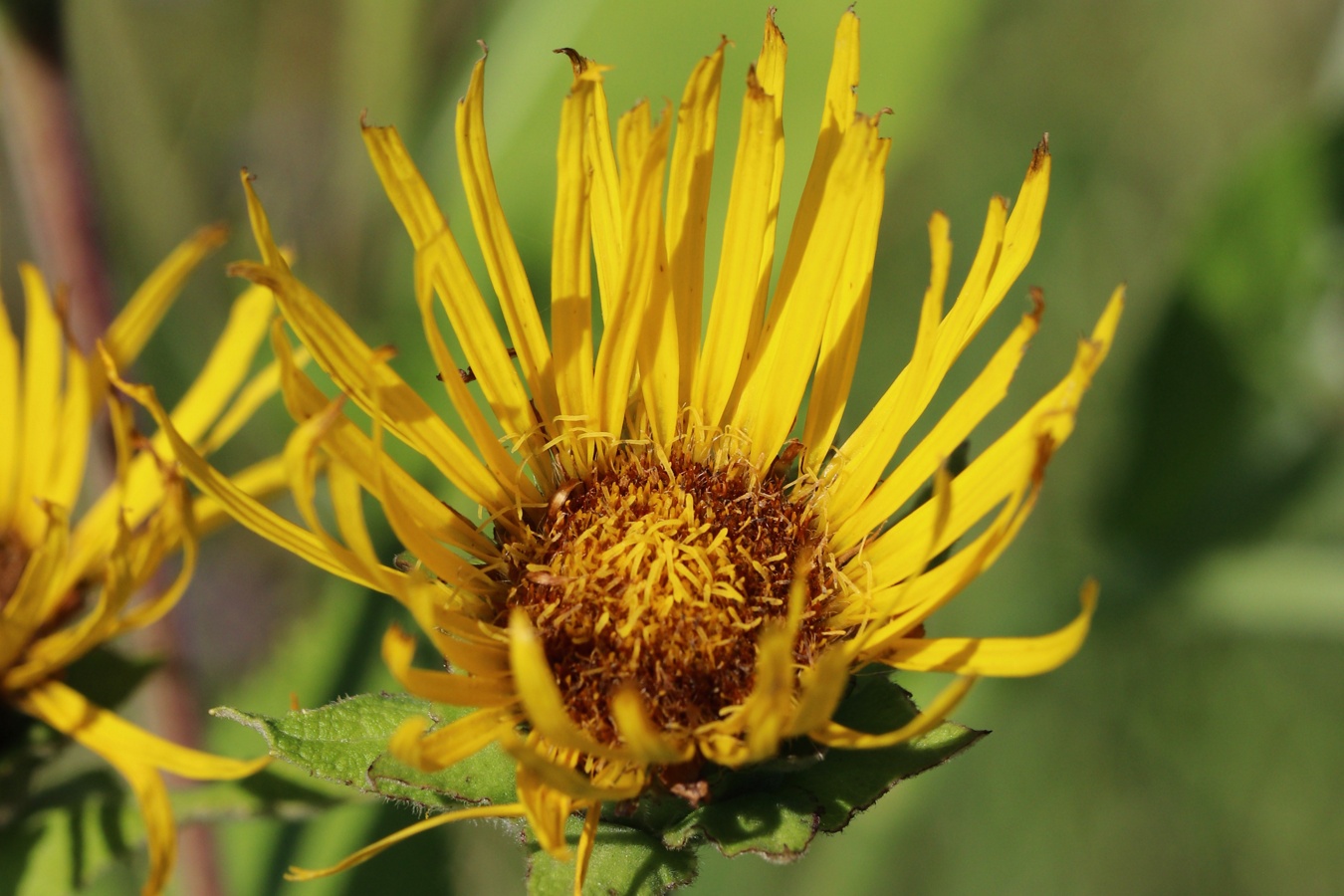 Image of Inula helenium specimen.