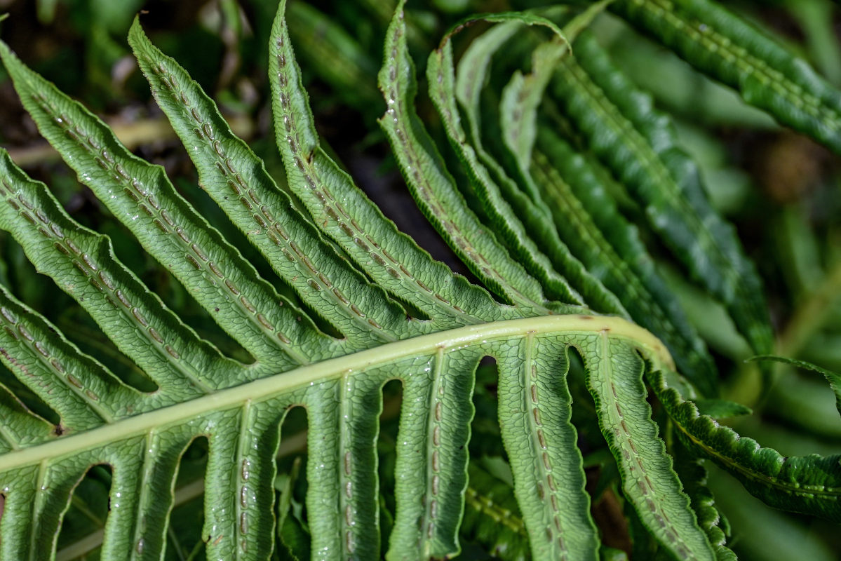 Изображение особи Woodwardia radicans.