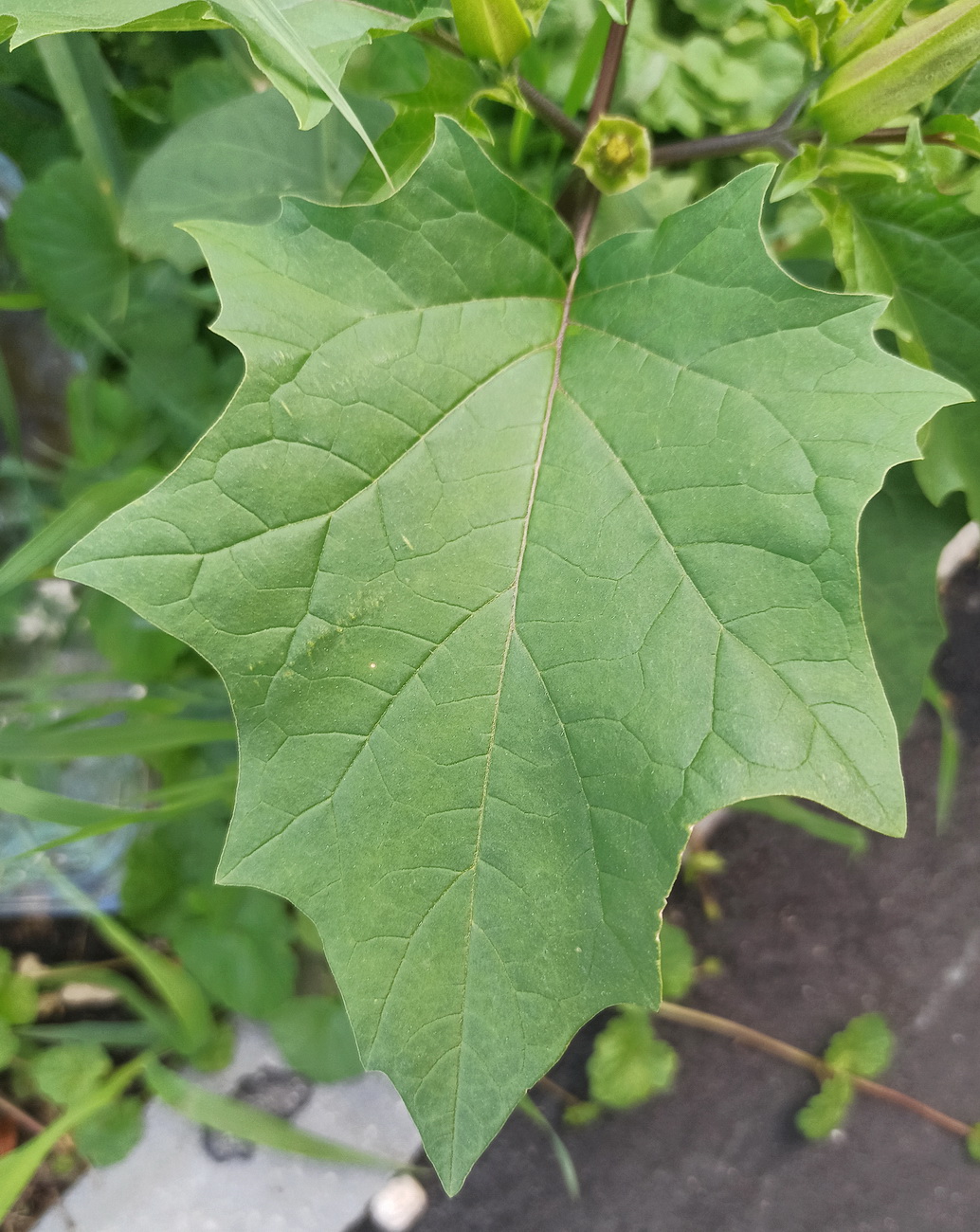 Image of Datura stramonium specimen.