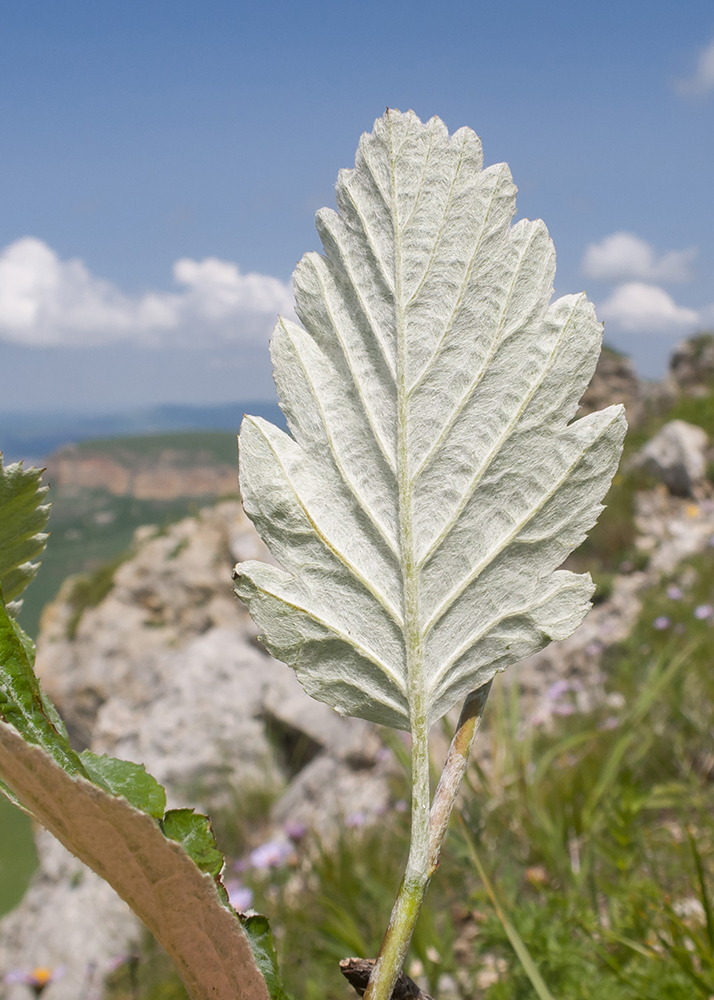 Image of Sorbus caucasica specimen.