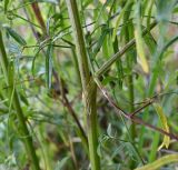 Thalictrum lucidum. Часть стебля. Московская обл., г. Подольск, опушка леса. 27.08.2025.