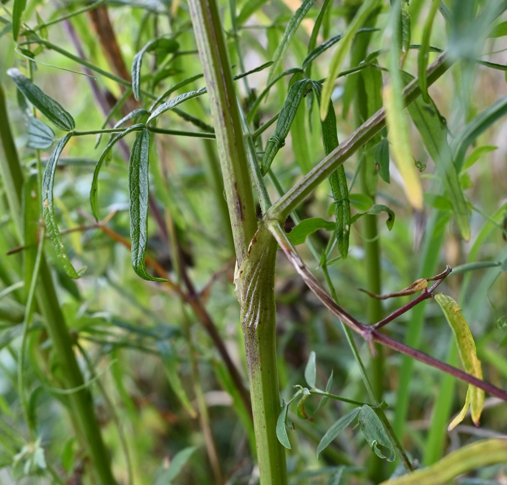 Изображение особи Thalictrum lucidum.