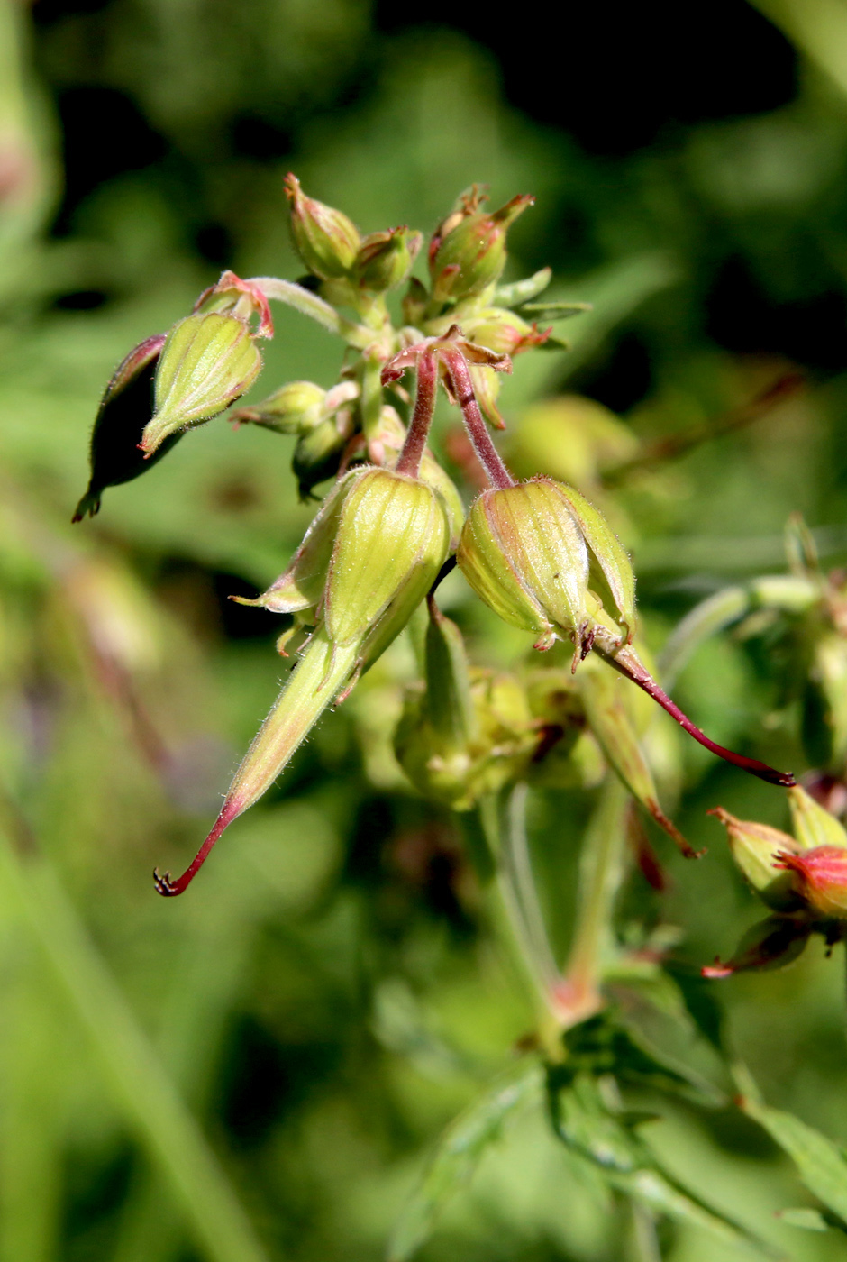 Image of Geranium pratense specimen.