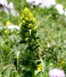 неопознанный вид. Соцветие в начале цветения. Абхазия, Гагрский р-н, 1850 м н.у.м., каменистый субальпийский луг. 12.06.2025.