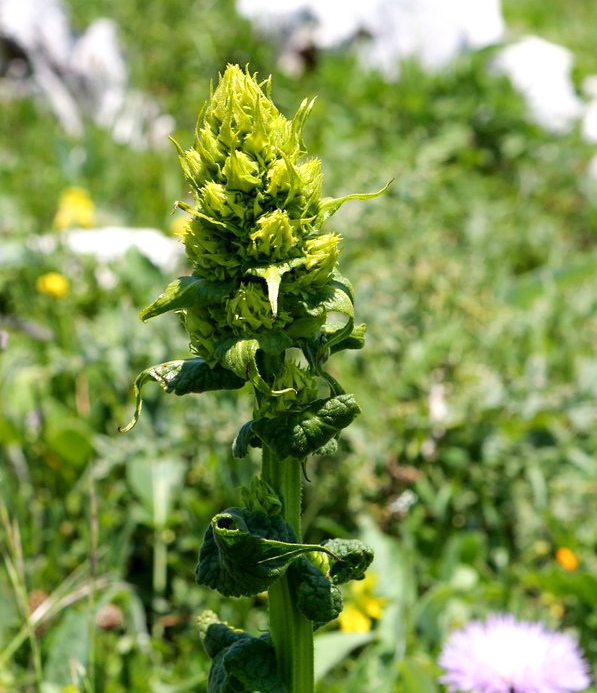 Изображение особи Неопознанный вид.