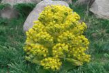 Ferula kuhistanica