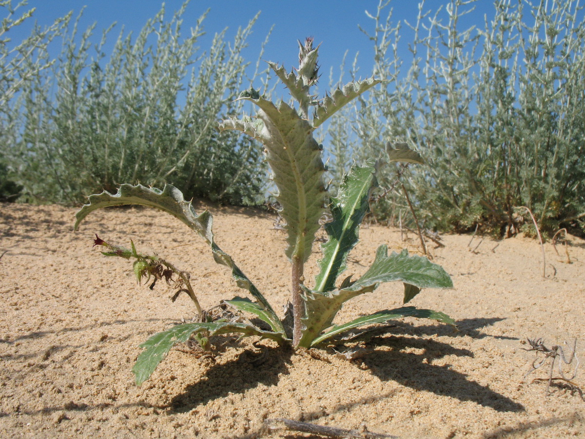 Image of Cousinia astracanica specimen.