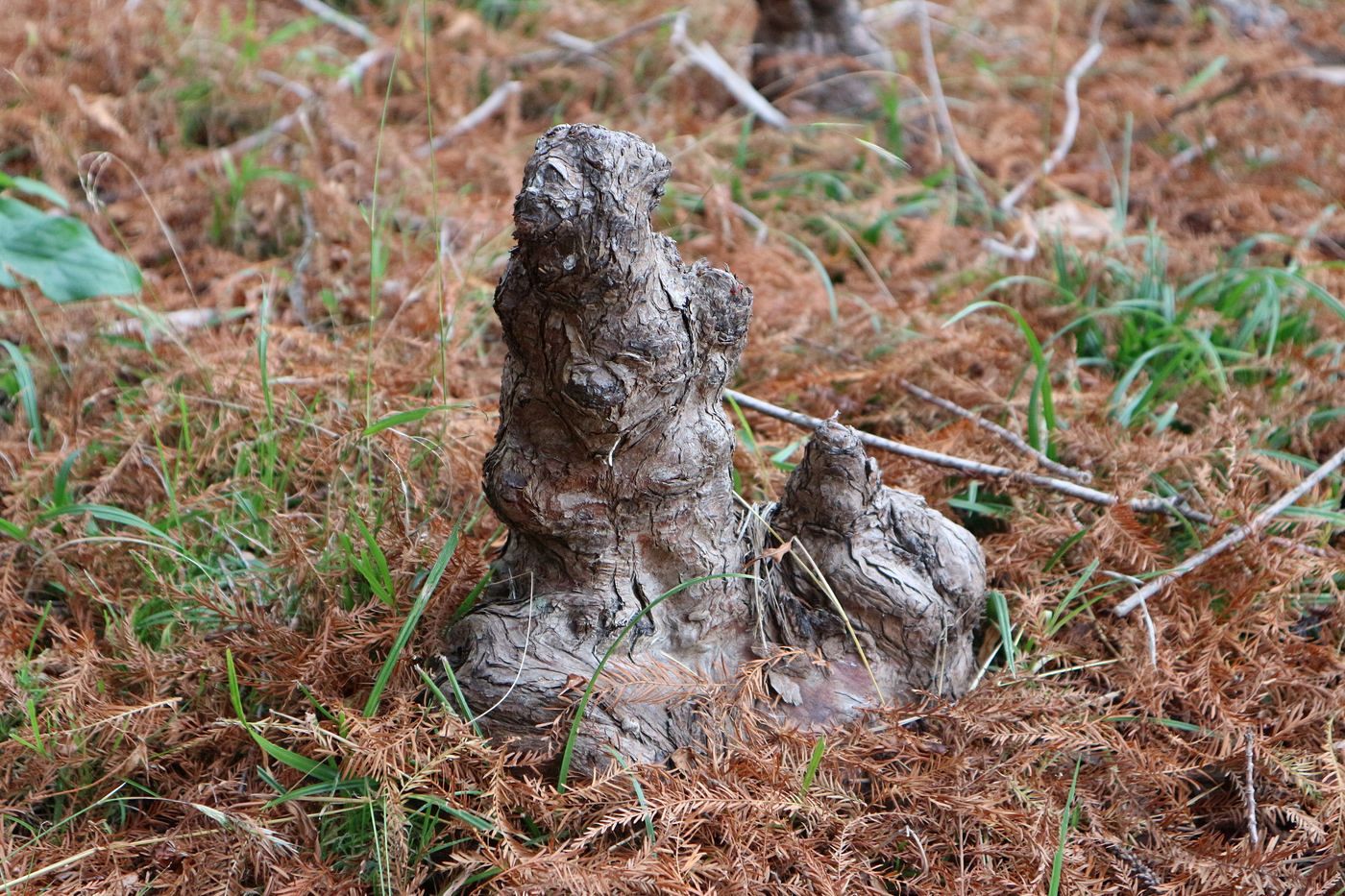 Image of Taxodium distichum specimen.