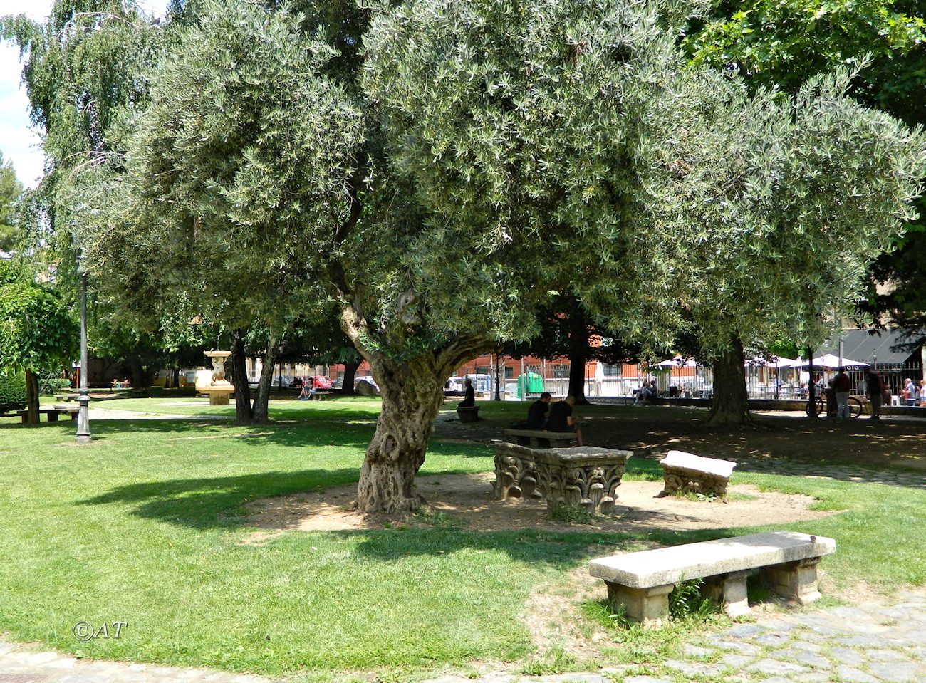 Image of Olea europaea specimen.