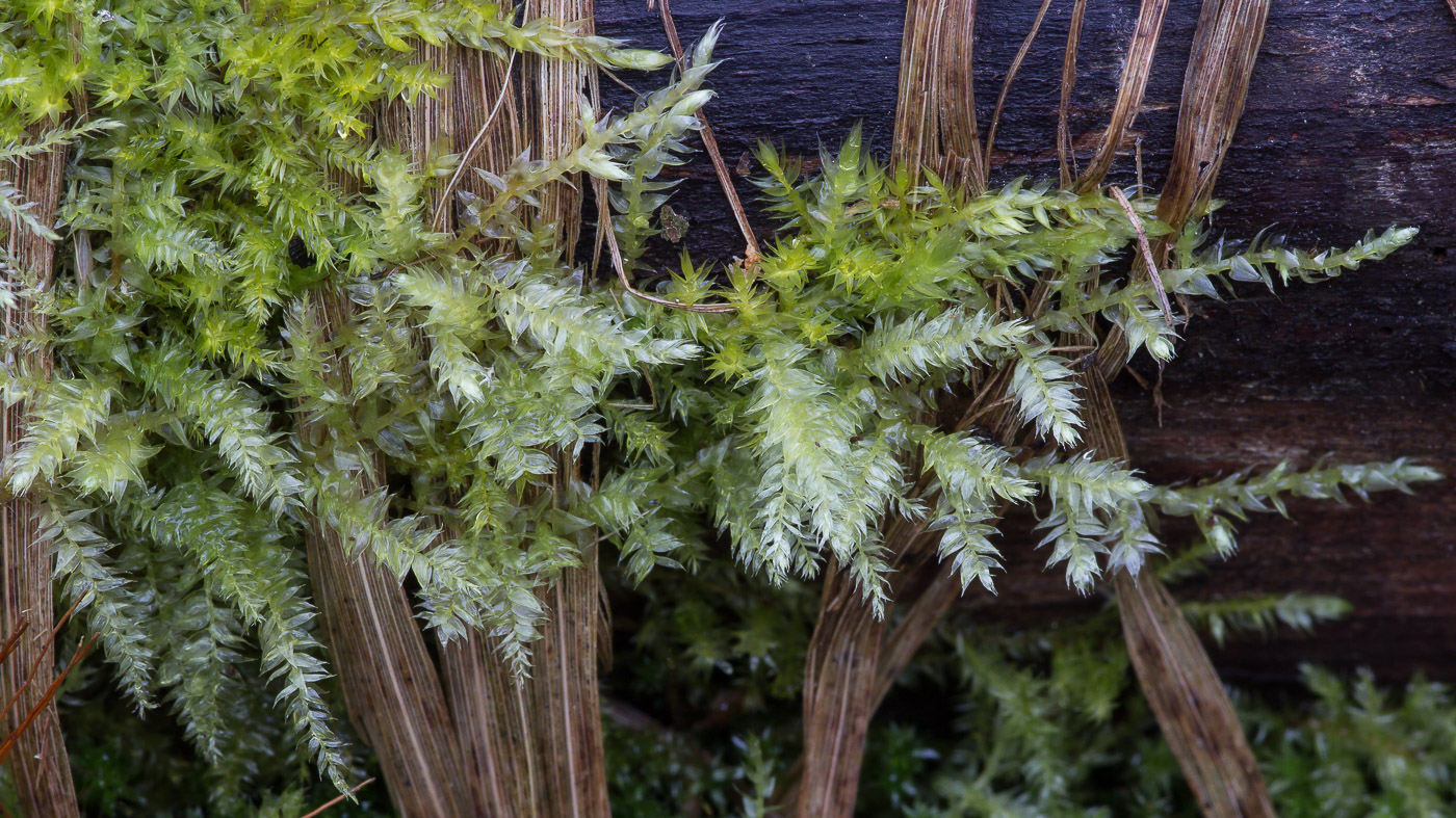 Изображение особи семейство Brachytheciaceae.