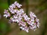Valerianella coronata. Цветки и бутоны. Крым, окр. г. Судак, с.-в. склон горы Перчем, обочина грунтовой дороги. 23.04.2025.