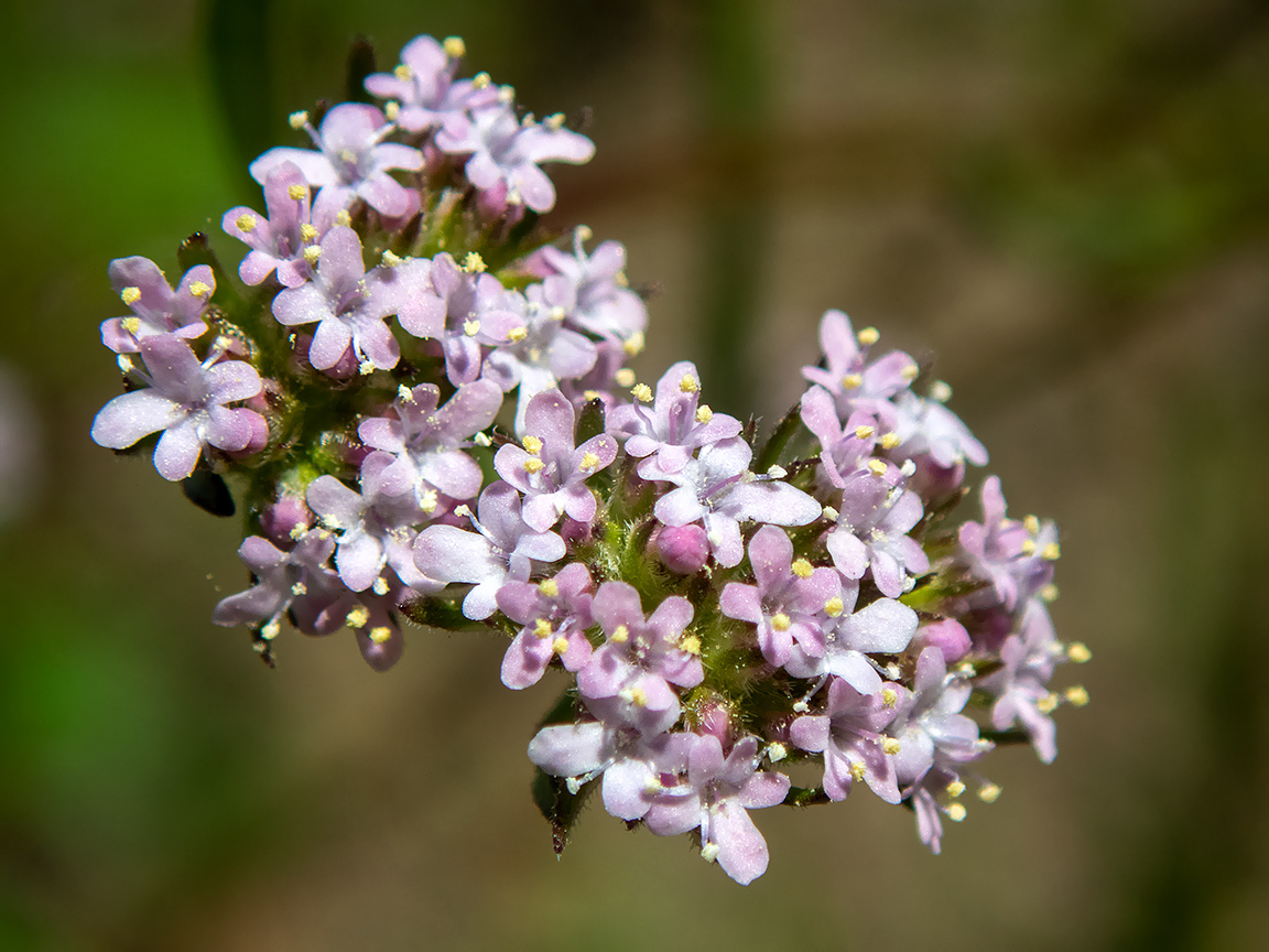 Image of Valerianella coronata specimen.