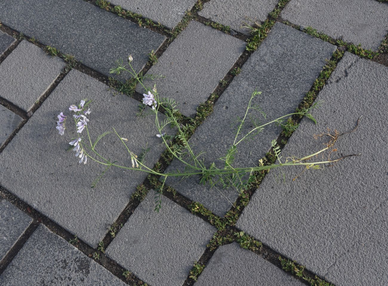 Image of genus Vicia specimen.