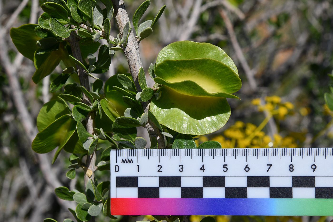 Изображение особи Zygophyllum atriplicoides.