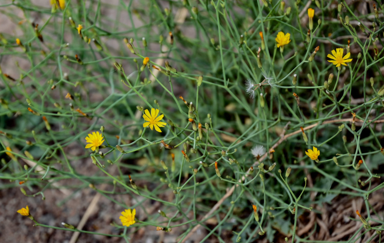 Изображение особи род Chondrilla.