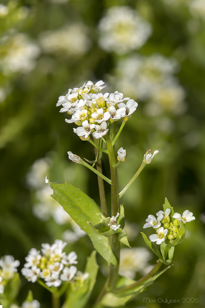 Изображение особи Calepina irregularis.