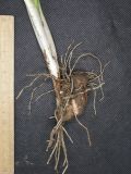 Arum elongatum. Клубень, корневая система и основание побега генеративного растения. Краснодарский край, м/о город-курорт Геленджик, окр. с. Возрождение, широколиственный лес. 2 мая 2026 г.