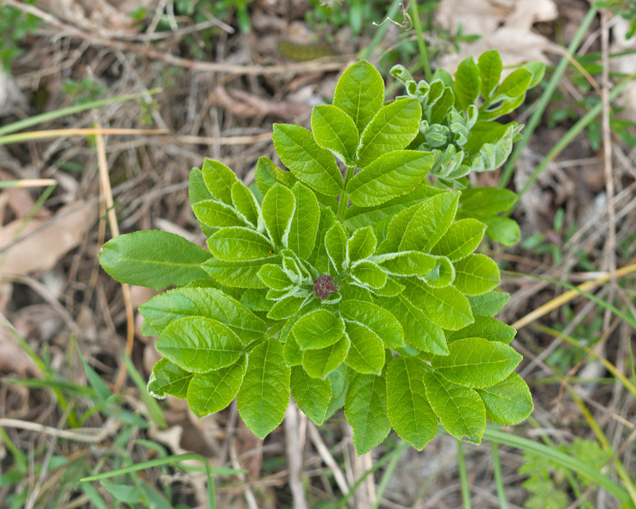 Изображение особи Dictamnus caucasicus.