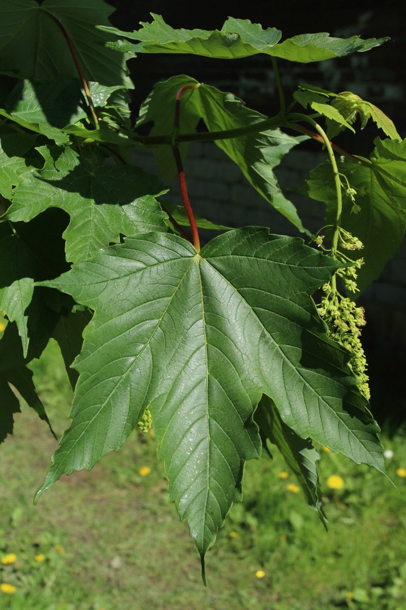 Изображение особи Acer pseudoplatanus.